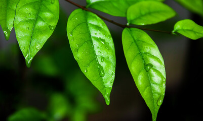 natural leaves background. green leaves with water drops.