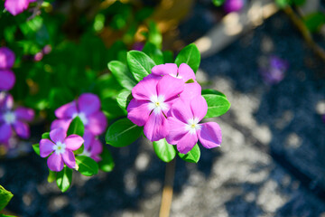 Purple flowers blooming in the garden