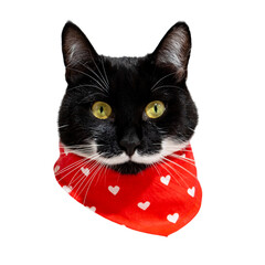 Head of black cat with white mustache in red bandana or neckerchief isolated on white background for collages or gifs. Unusual color pet. Cat portrait.