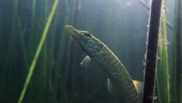 Northern pike (Esox lucius) is looking upwards in the lake.