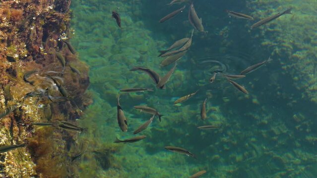 Group of Sea Bass or European Sea Bass (Dicentrarchus labrax) eating on the surface of the sea.