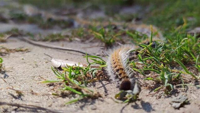 Dangerous insect plague Processionary caterpillars marching on grass ground, Close up