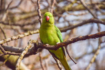 A ring-necked parakeet in a park in London, UK.