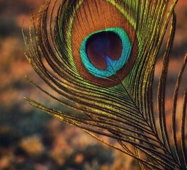 peacock feather close up. Peafowl feather background. Mor pankh. 