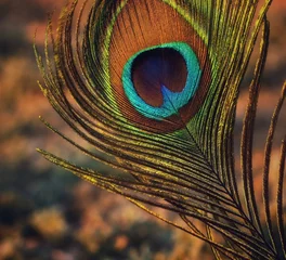Fototapeten peacock feather close up. Peafowl feather background. Mor pankh.  © Jalpa Malam