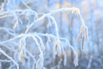 branches covered with frost background abstract winter december view
