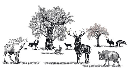 Hirsche und andere Wildtiere in der Natur, illustration isolated on white background © scusi