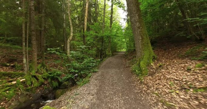 Walking path in the forest