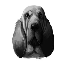 Bloodhound, Chien de Saint-Hubert, St. Hubert Hound dog digital art illustration isolated on white background. Norwegian origin hunting dog. Cute pet hand drawn portrait. Graphic clip art design. - obrazy, fototapety, plakaty