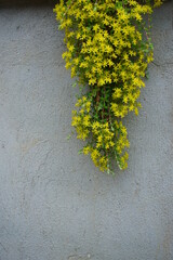 Yellow flower with a wall background