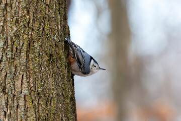 The white-breasted nuthatch (Sitta carolinensis)