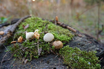 Mushrooms on a tree