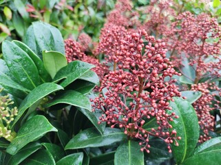Skimmia japonica 'Rubella'