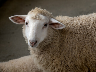 こちらを見つめる羊