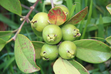 Araçá or Araçá-do-campo or guava-do-morro (Psidium guineense Sw.). Its flavor is very similar to that of guava. Native to Brazil, it originates in restingas, Atlantic Forest. It is rich in vitamin C.