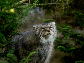 森の中で何かを見上げるマヌルネコ