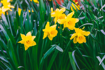 Fototapeta premium a flowerbed with blooming yellow narcissus flowers on a background of green leaves