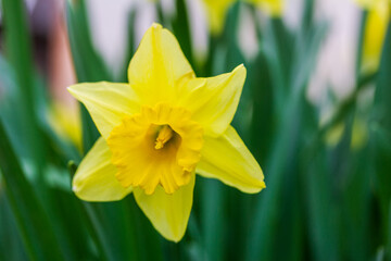 Fototapeta premium yellow narcissus flower close-up on a background of green leaves, shallow depth of field