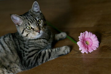 kleine getigerte Katze liegend auf Holzboden, mit rosa Blumen spielend