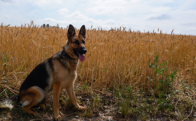 Portrait of a German Shepherd. Walking with a pet guard