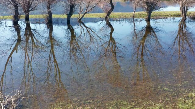 Reflection of bare trees and blue sky in a pond. Row of willows in winter, by the lake, on a sunny day. Grass in the foreground and seen through translucent water.