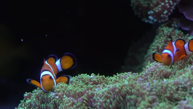 Clow Anemonefish, Amphiprion ocellaris, orange white small fish from Indian and Pacific Oceans. These fish are found in the Indo-Malaysian region. Clow Anemonefish in the nature water habitat.