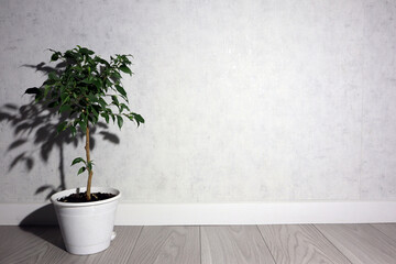 Indoor flower on a white background. A green ficus casts a shadow on the wall.