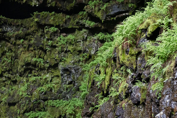Moose und Farne an der Decke der Lavahöhle Arnarkar bei Þorlákshöfn