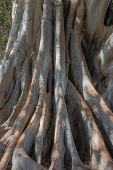 The complex root system of the kapok tree seen in the Alameda de Apocada park in Cadiz