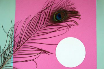 Flat lay composition from peacock feather and white frame on pink background.