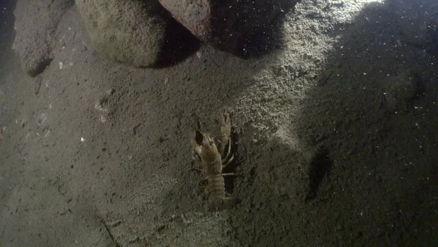 European crayfish (Astacus astacus) on the muddy bottom of the lake.