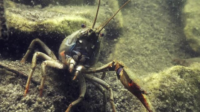 European crayfish (Astacus astacus) with one claw sits on the bottom of the limestone quarry, close-up view.