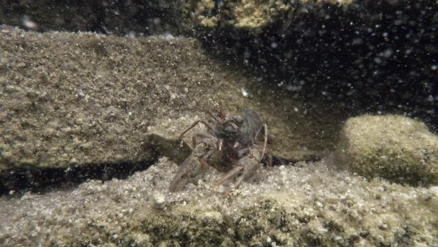 European crayfish (Astacus astacus) is cleaning himself in the murky water of the limestone quarry.