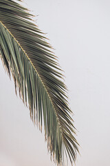 Green palm leaves against white wall background on a sunny summer day. Minimal floral botany foliage concept idea. Vacation mock up, travel inspiration. Tropical exotic plant.