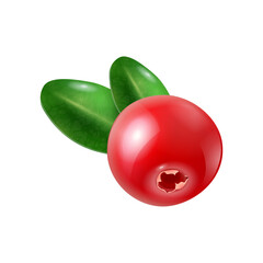 Realistic Cranberry Illustration