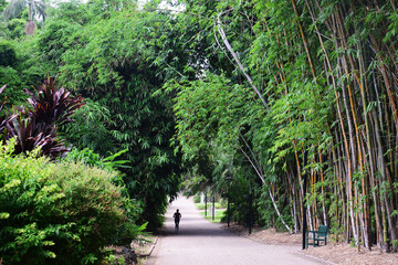 A silhouette of a person running at the Brisbane Botanic Gardens, Australia - obrazy, fototapety, plakaty