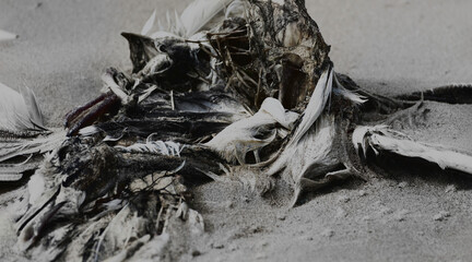 Cadavre d'oiseau sur plage abstrait