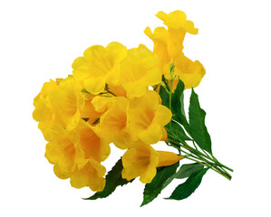 Tecoma stans flower isolated on white background