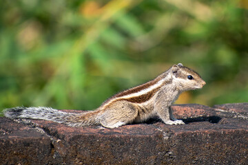 A beautiful Indian palm squirrel is sitting on the wall