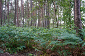 Pine woodland with bracken undergrowth 
