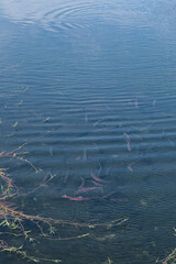 北海道余別川サクラマス遡上