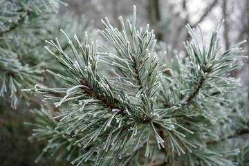 Close up of frost on pine tree needles