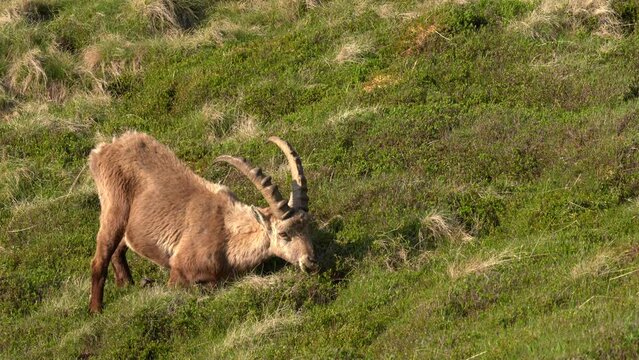 Ibex portrait. Switzerland wildlife. Ibex, Capra ibex, horned alpine animal, close-up detail portrait, animal in the stone nature habitat, Alps. Blue sky, wildlife nature.