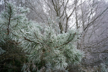 Close up of frost on pine tree needles