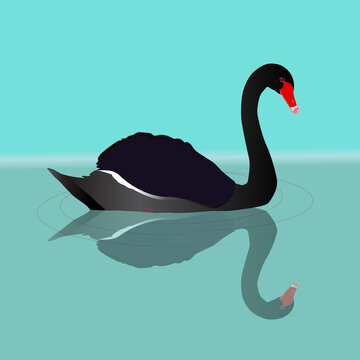 A vector illustration of a black swan swimming in the water. You can see the reflection of the big black bird in the water. Waves are visualized with grey thin circles.
