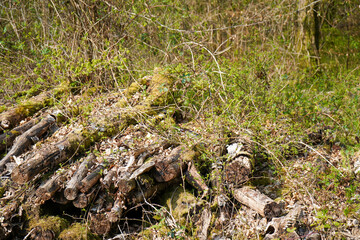 Close up of and old pile of logs in woodland