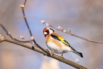 Obraz premium Goldfinch, Carduelis carduelis, perched on wooden perch with blurred natural background