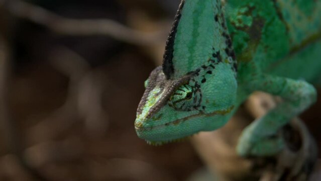 Chameleon adapted to his green scenery