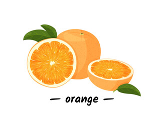 Orange whole and slice of oranges with green leaves. Vector illustration of oranges isolated on white background.