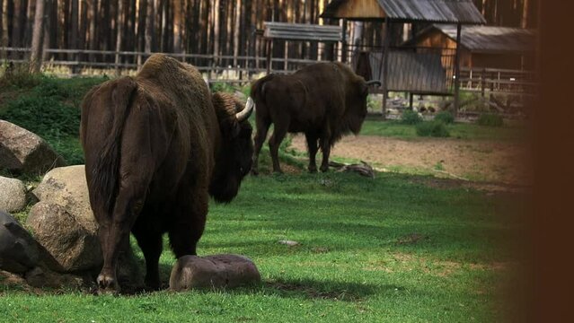 portrait of a bison in the summer forest. The zubr, or European bison is a species of animal in the genus bison. The last representative of wild bulls in Europe. Their habitat is deciduous, coniferous